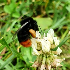 Bombus lapidarius