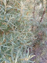 Hippophae rhamnoides