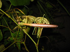 Tenodera aridifolia