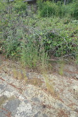 Deschampsia elongata