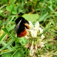 Bombus lapidarius