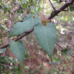 Matelea tezcatlipocantha