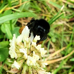 Bombus lapidarius