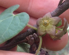 Matelea tezcatlipocantha