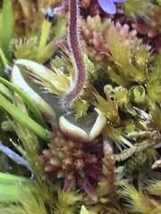 Pinguicula villosa