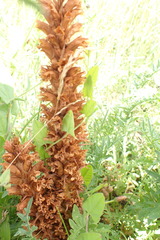 Orobanche elatior