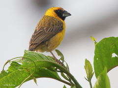 Pachyphantes superciliosus