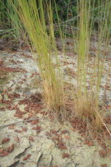 Deschampsia elongata