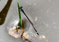 Mortonagrion falcatum