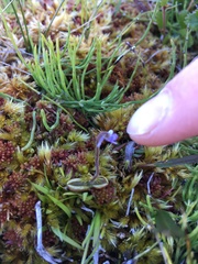 Pinguicula villosa