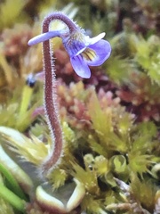 Pinguicula villosa
