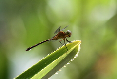Pornothemis starrei