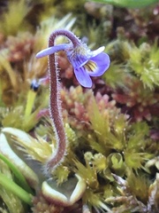 Pinguicula villosa