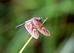 Rhyothemis obsolescens
