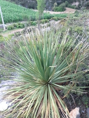 Dasylirion acrotrichum