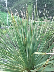 Dasylirion acrotrichum