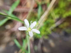 Arenaria lanuginosa