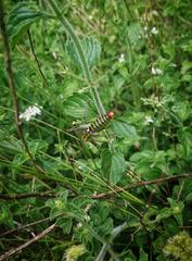 Poecilimon thoracicus