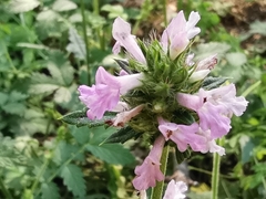 Betonica officinalis