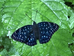 Dichorragia nesimachus formosanus