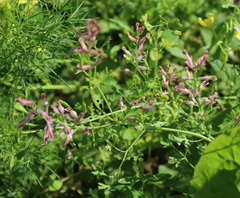 Fumaria officinalis