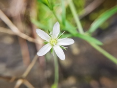 Arenaria lanuginosa