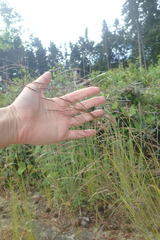 Deschampsia elongata