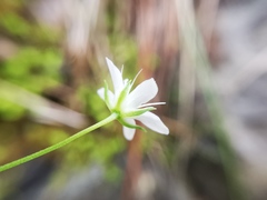 Arenaria lanuginosa
