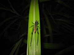 Conocephalus gigantius