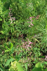 Fumaria officinalis