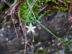 Arenaria lanuginosa