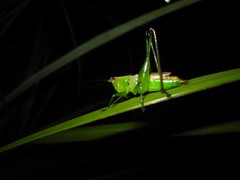 Conocephalus gigantius