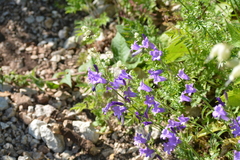 Campanula sibirica taurica
