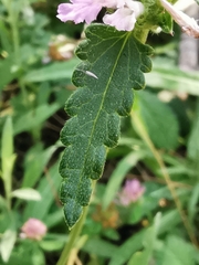 Betonica officinalis