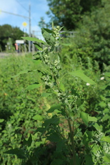 Chenopodium album