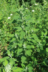 Chenopodium album