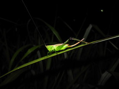 Conocephalus gigantius