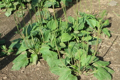 Plantago major