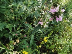 Betonica officinalis