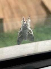 Calliteara horsfieldii