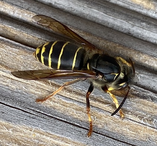 Dolichovespula media