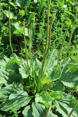 Plantago major