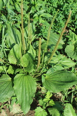 Plantago major