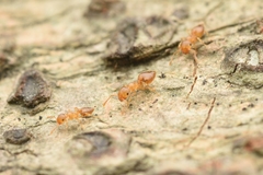 Crematogaster osakensis