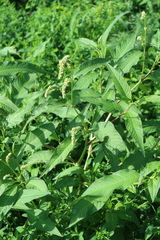 Persicaria lapathifolia