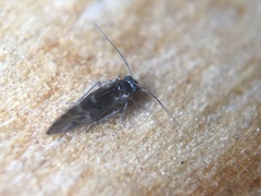 Maoripsocus