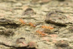 Crematogaster osakensis