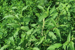 Persicaria lapathifolia