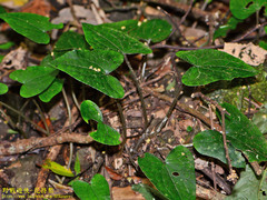 Asarum caudigerum