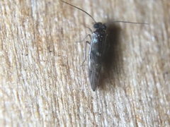Maoripsocus